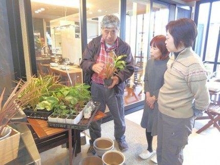 ミニ観葉植物の寄せ植え