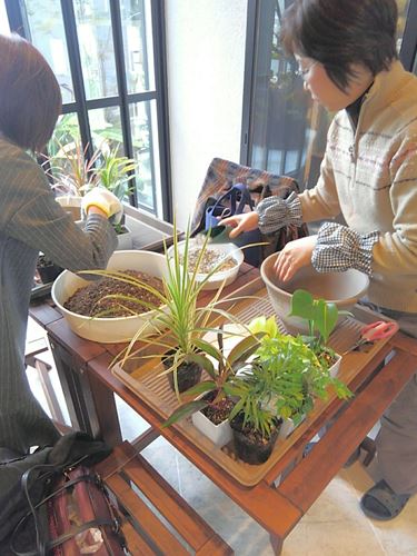 ミニ観葉植物の寄せ植え