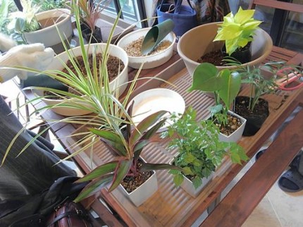 ミニ観葉植物の寄せ植え