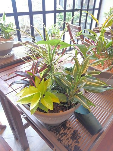 ミニ観葉植物の寄せ植え