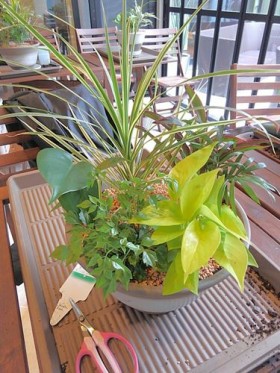 ミニ観葉植物の寄せ植え