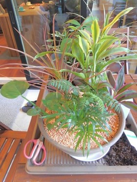 ミニ観葉植物の寄せ植え