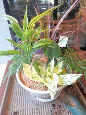 ミニ観葉植物の寄せ植え