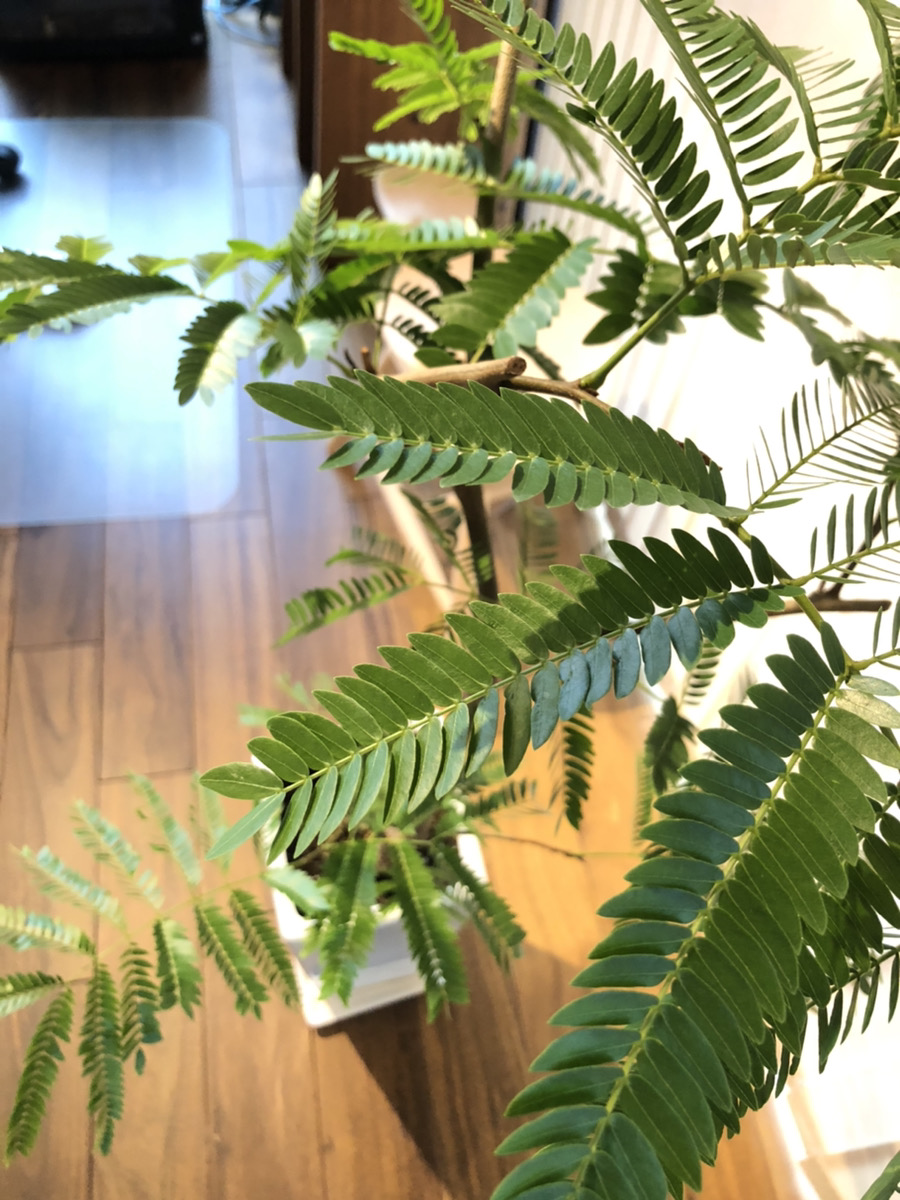 ガーデン 静岡 ウォールナット無垢材家具 インテリア リゾテア